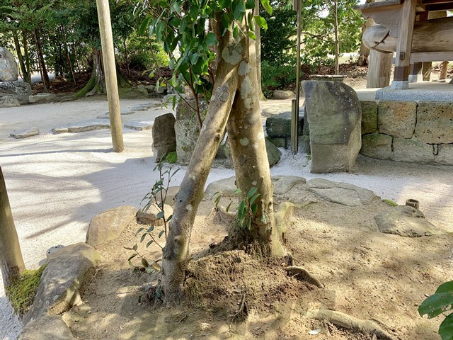 神秘 ガチで八重垣神社を堪能 鏡の池だけじゃない３本の夫婦椿 島根タンサック